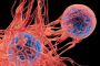Can COVID-19 and Influenza Awaken Dormant Cancer Cells?